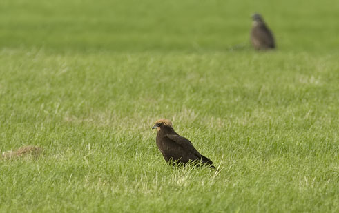 Bruinekiekendief010907